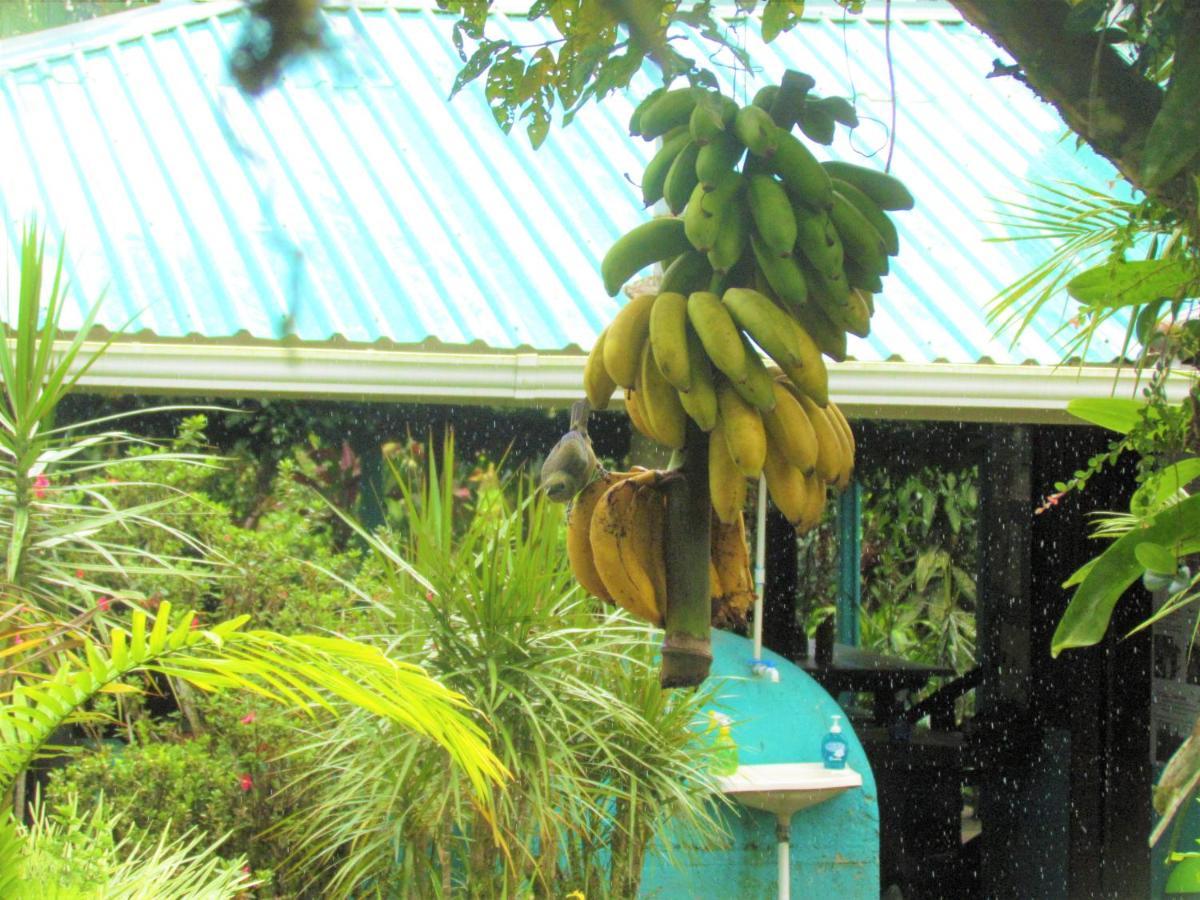 Cabinas Rio Celeste La Amistad Bed & Breakfast Exterior photo