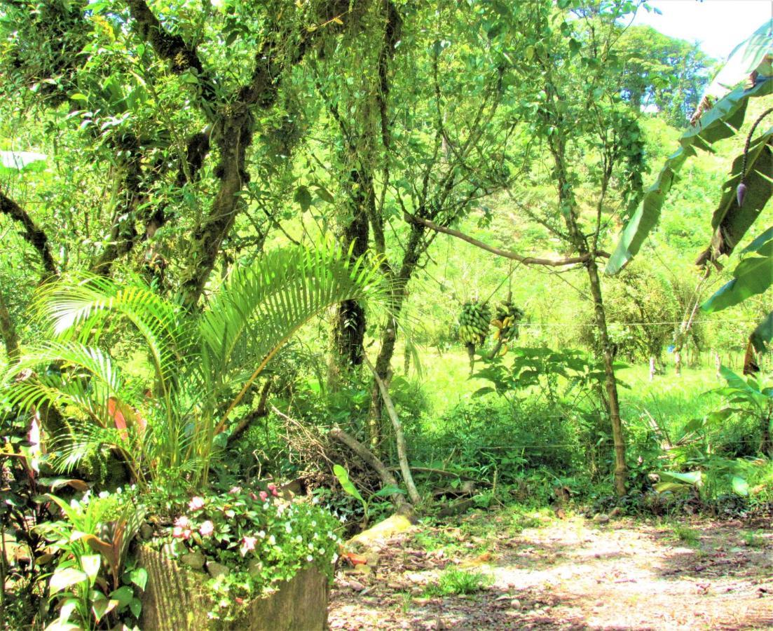 Cabinas Rio Celeste La Amistad Bed & Breakfast Exterior photo